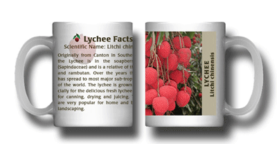 Lychee Photo Mug